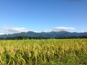 稲刈り1