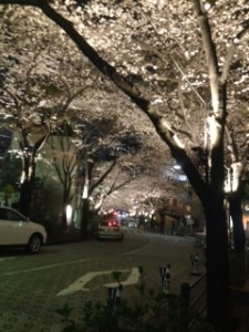 桜