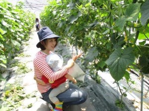 野菜きゅうり9