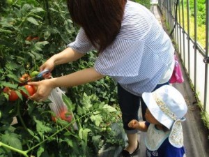 野菜7