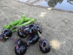なすおくら