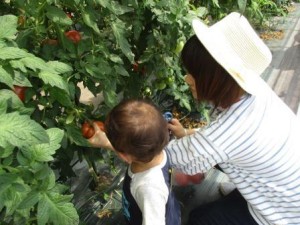 野菜トマト6-2